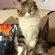 Josie is registered to the contest to win money with this photo: cat, tabby, fluffy, yellow_eyes, pet, indoor, couch, pillow, quilted, curious, sitting, feline, household, domestic_animal, fur, whiskers, relaxed, cozy, head_tilt, cute