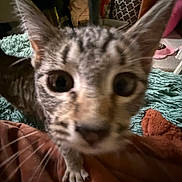 Mrs. Tittlesworth joined the competition — help win amazing prizes! cat, kitten, close_up, big_eyes, whiskers, tabby, striped_fur, indoor, blanket, bed, paw, ears, fur, curious, portrait, pet, domestic_cat, fuzzy_texture, blurred, cozy