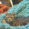 Mrs. Tittlesworth is registered to the contest to win money with this photo: bedding, blanket, cat, close_up, cozy, ears, eyes, indoor, kitten, paw, pet, plush_toy, portrait, resting, shaggy_blanket, striped_fur, tabby, teal_color, whiskers, wooden_furniture