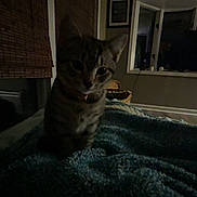 Mrs. Tittlesworth joined the competition — help win amazing prizes! basket, bed, blanket, blinds, cat, collar, cozy, fur, home_interior, indoor, kitten, low_light, night, pet, portrait, sitting, striped, tabby, whiskers, window