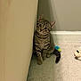 cat, kitten, tabby, indoor, carpet, toy, corner, baseboard, wall, curious, sitting, striped_fur, tail, ears, paws, looking_at_camera, pet, domestic_cat, eyes, floor