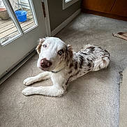 Blue joined the competition — help win amazing prizes! dog, puppy, merle_coat, blue_eyes, indoor, carpet, sliding_door, window, porch, blue_bucket, plant_pot, wood_floor, paw, collar, curious, looking_up, pet, living_room, light, resting