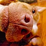 animal, background_blur, brown, canine, close_up, curious, dog, eye, focus, funny, fur, indoor, macro, nose, pet, portrait, snout, texture, whiskers, wood_floor