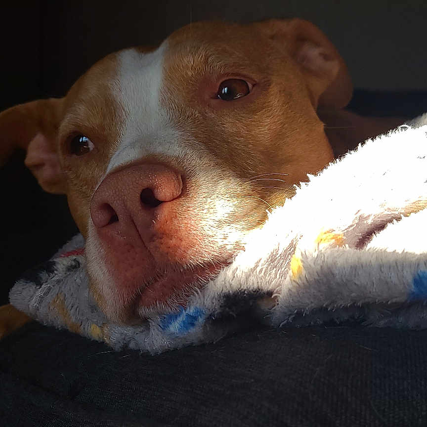 Baja joined the competition — help win amazing prizes! animal, blanket, brown, close_up, comfort, couch, cozy, dog, fur, indoor, paw, pet, portrait, relaxed, resting, shadow, snout, soft, sunlight, white