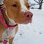 animal, background, canine, closeup, cold, collar, dog, face, fur, leash, nose, outdoor, pet, pink, snow, snowflake, tree, van, vehicle, winter