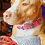 Baja joined the competition — help win amazing prizes! blanket, brown_dog, calm, canine, close_up, collar, dog, domestic_animal, fur, furniture, gray, house, indoor, living_room, orange, pet, pink_collar, resting, side_view, throw