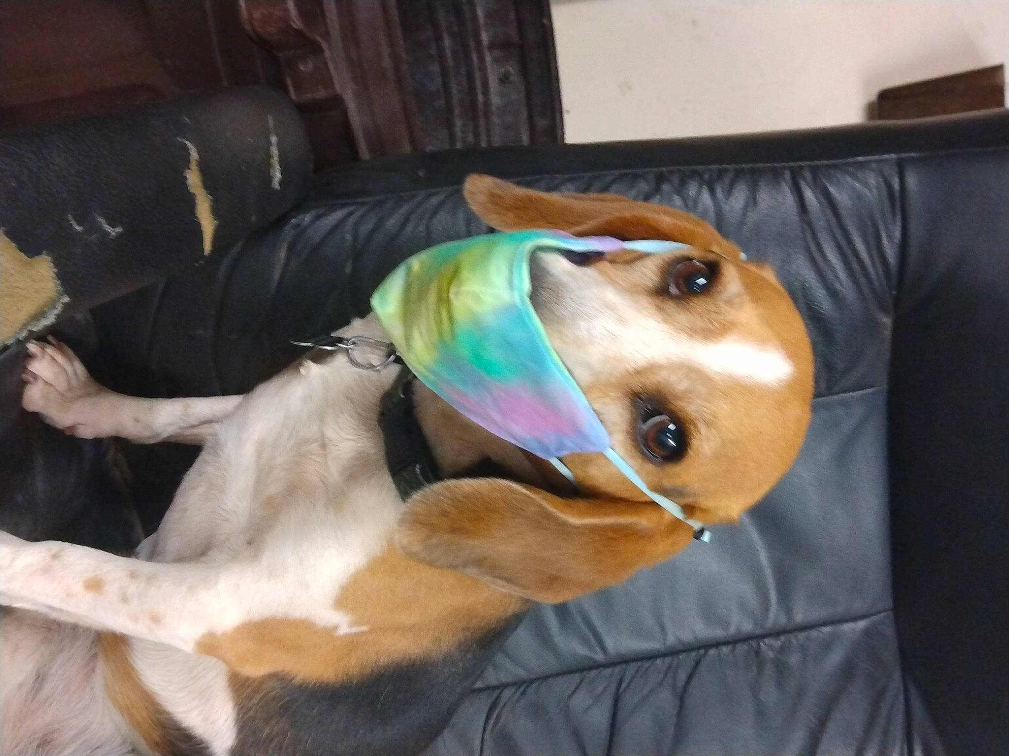 Daisey is registered to the contest to win money with this photo: canidae, carnivore, collar, comfort, companion_dog, couch, dog, dog_breed, dog_supply, fawn, fur, houseplant, liver, pet_supply, picture_frame, snout, sporting_group, tail, whiskers, working_animal