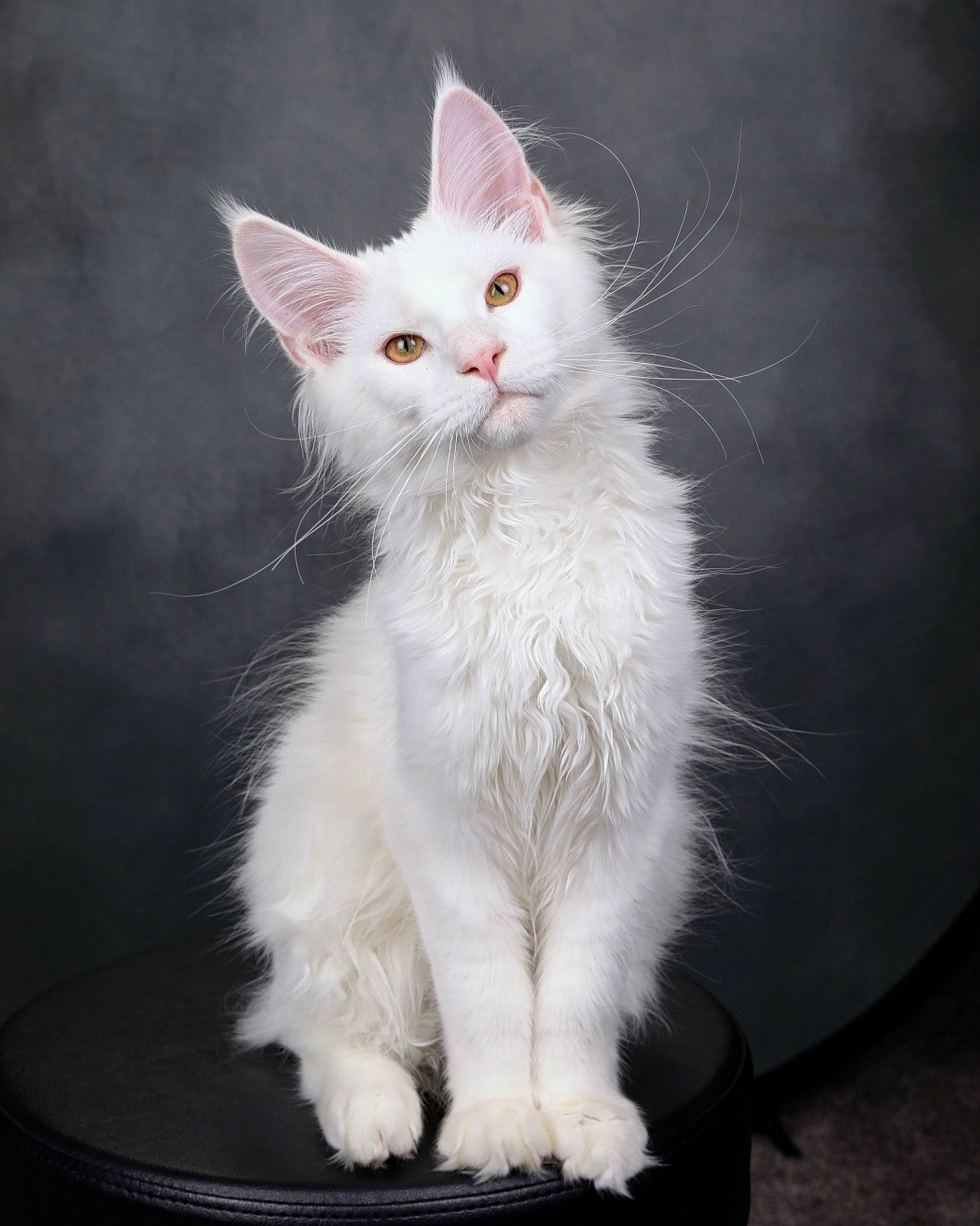 Deuce joined the competition — help win amazing prizes! carnivore, cat, claw, domestic_short_haired_cat, ear, eye, felidae, fur, iris, paw, sitting, small_to_medium_sized_cats, snout, tail, whiskers, window