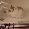 rabbit, cage, furry, small_animal, blurry, indoor, pet, fur, animal, enclosure, bars, white, brown, blur, closeup, background, soft, sitting, cute, compartment