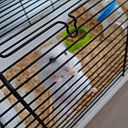 Princesse participe au concours pour gagner de l'argent avec cette photo : hamster, pet, cage, white, small, animal, bedding, food_bowl, curious, closeup, tiny_paws, metal_bars, indoor, cute, furry, rodent, looking_up, domestic, companion, blurred_background