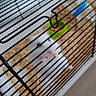hamster, pet, cage, white, small, animal, bedding, food_bowl, curious, closeup, tiny_paws, metal_bars, indoor, cute, furry, rodent, looking_up, domestic, companion, blurred_background