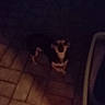 dog, small_dog, tile_floor, pet_bed, indoor, low_light, blurry, animal, canine, brown, black, white, floor, shadow, looking_up, domestic, cute, pet, companion, waiting