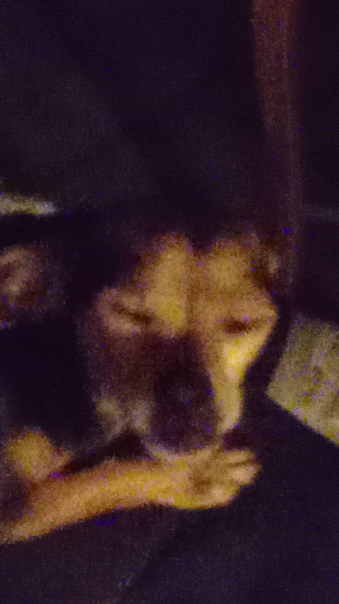 Perle a rejoint le concours — aidez-le/la à gagner de superbes lots ! animal, black, blurry, brown, calm, closeup, dark, dog, face, fur, grainy, indoor, low_light, noise, pet, portrait, quiet, resting, shadow, sleepy