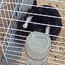 cage, guinea_pig, pet, wood_shavings, water_bottle, animal, small_mammal, black_and_white, fur, indoor, curious, cage_bars, rodent, cute, furry, small_pet, resting, close_up, animal_cage, companion_animal