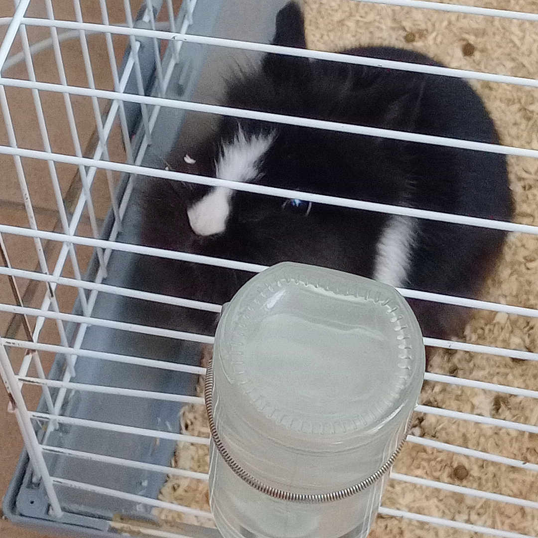 Lapine