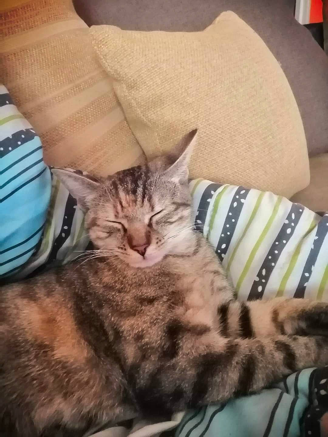 Jessica participe au concours pour gagner de l'argent avec cette photo : bedding, carnivore, cat, claw, cloud, comfort, couch, domestic_short_haired_cat, felidae, fur, human_leg, linens, mountain, paw, pillow, sitting, small_to_medium_sized_cats, snout, tail, whiskers