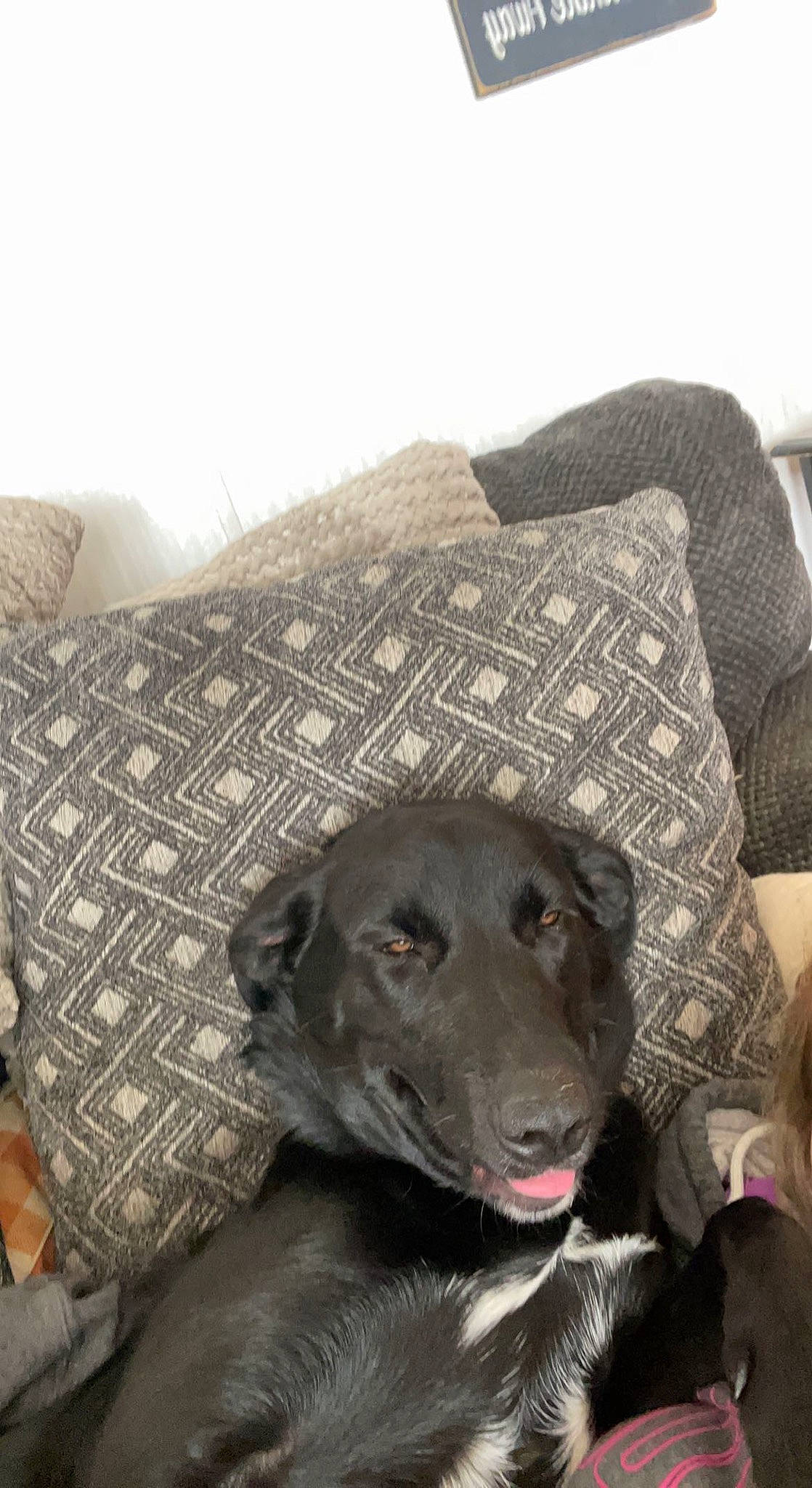 Lyla is registered to the contest to win money with this photo: borador, canidae, carnivore, comfort, companion_dog, couch, dog, dog_breed, fur, grey, gun_dog, hunting_dog, liver, natural_material, retriever, terrestrial_animal, working_animal