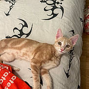 Kyubi participe au concours pour gagner de l'argent avec cette photo : alert, animal, bed, bedspread, black, cat, curious, fabric, fur, green_eyes, indoor, kitten, lying_down, orange, pattern, pet, playful, tribal, white, young