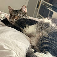 Finn joined the competition — help win amazing prizes! cat, tabby, fluffy, pet, indoor, bed, white_bed, paw, relaxed, feline, animal, fur, tail, resting, cozy, living_room, shelf, basket, home, cute