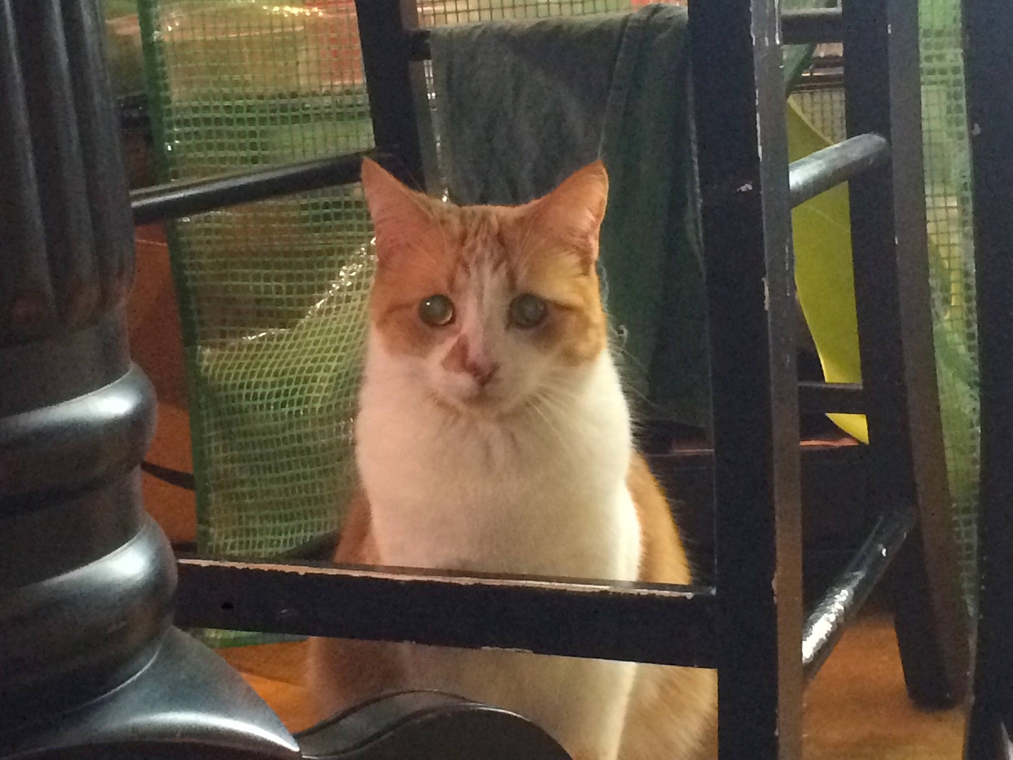 Bert joined the competition — help win amazing prizes! aegean_cat, animal_shelter, asian, burmilla, carnivore, cat, colorpoint_shorthair, domestic_short_haired_cat, european_shorthair, eye, fawn, felidae, german_rex, kitten, mammal, ojos_azules, small_to_medium_sized_cats, whiskers, window