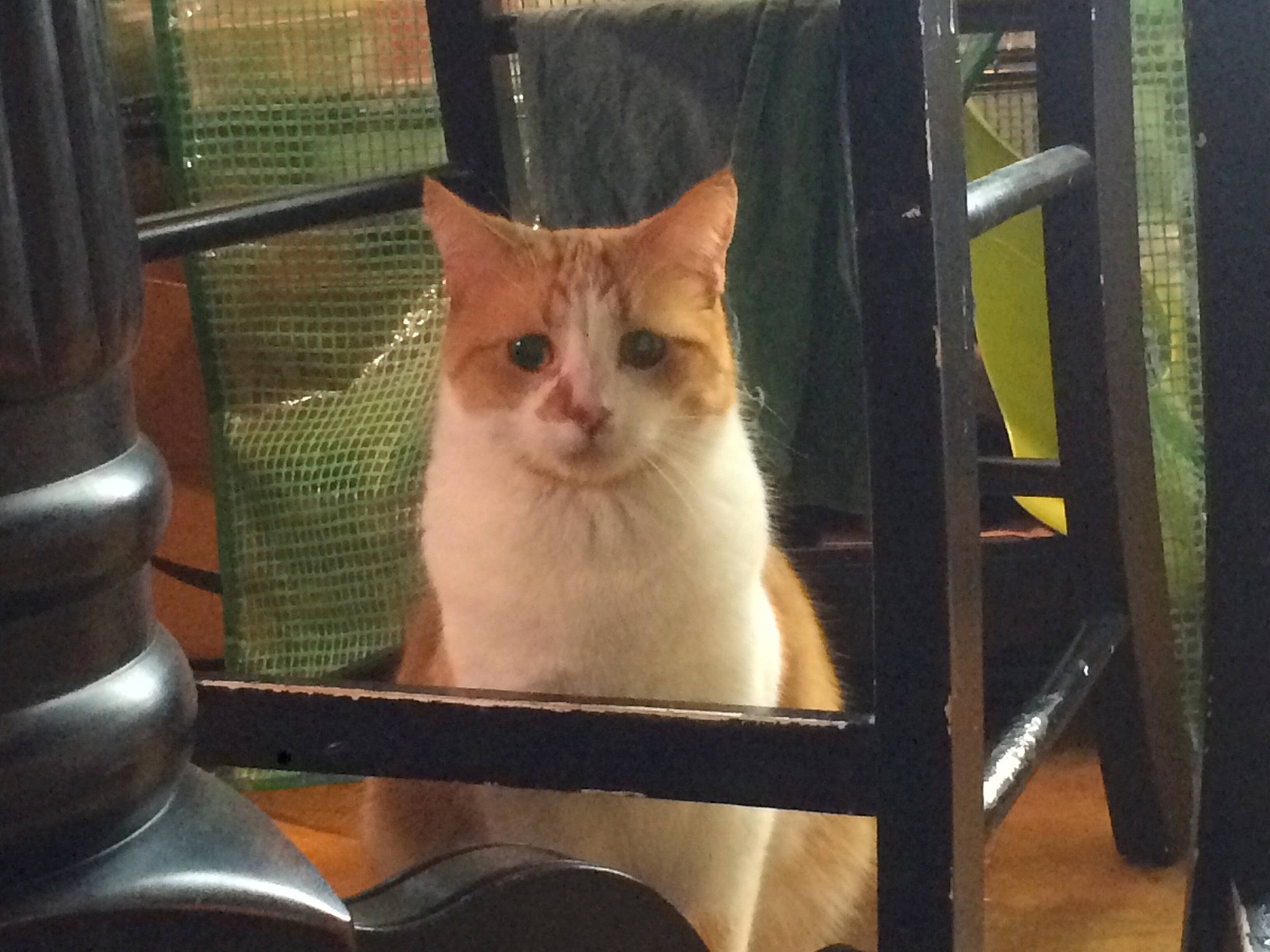 Bert is registered to the contest to win money with this photo: aegean_cat, animal_shelter, asian, burmilla, carnivore, cat, colorpoint_shorthair, domestic_short_haired_cat, eye, fawn, felidae, german_rex, kitten, mammal, ojos_azules, polydactyl_cat, small_to_medium_sized_cats, tail, turkish_van, whiskers