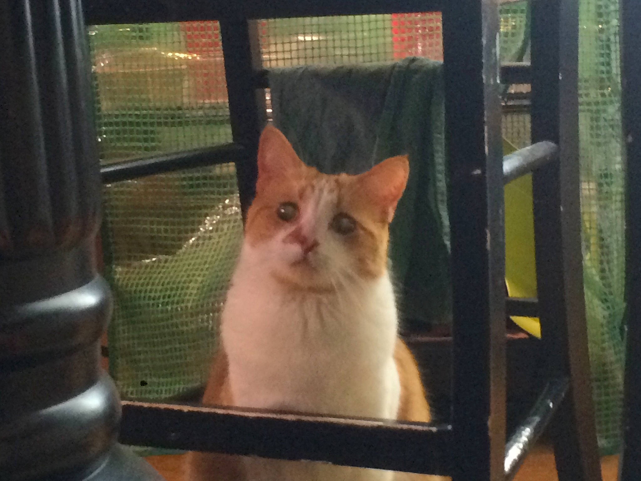 Bert joined the competition — help win amazing prizes! aegean_cat, animal_shelter, asian, carnivore, cat, colorpoint_shorthair, domestic_short_haired_cat, door, eye, fawn, felidae, german_rex, iron, kitten, ojos_azules, small_to_medium_sized_cats, snapshot, turkish_van, whiskers, window