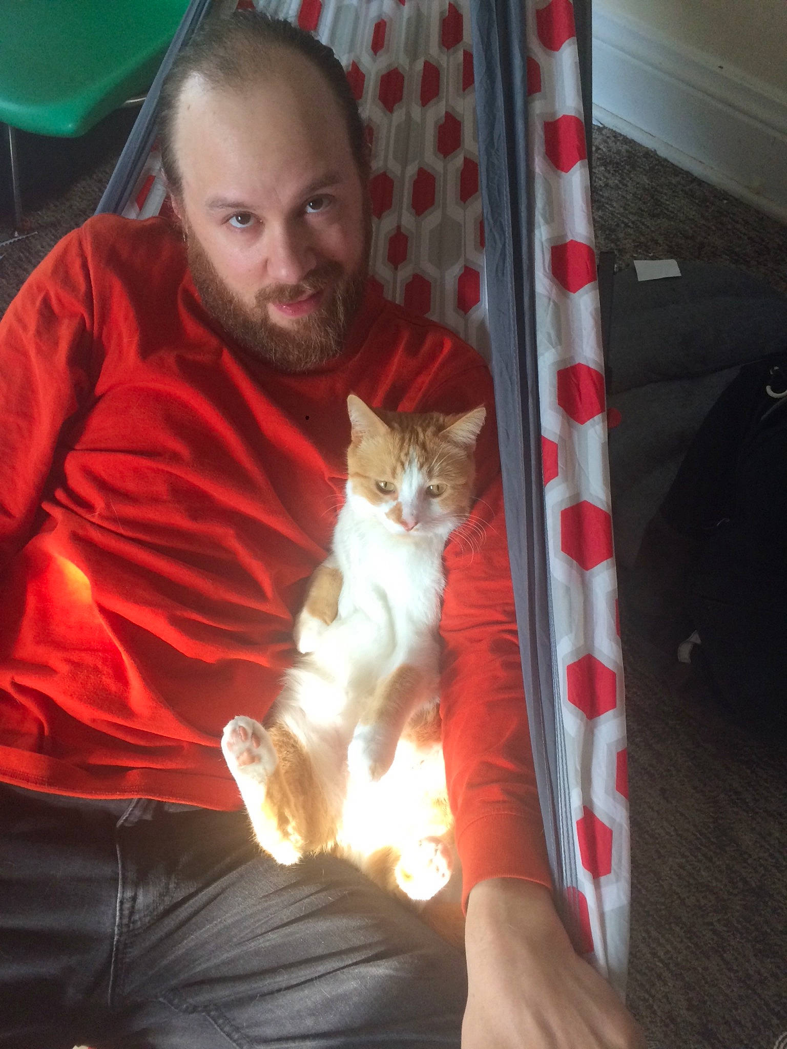 Bert is registered to the contest to win money with this photo: carnivore, cat, fawn, felidae, small_to_medium_sized_cats, turkish_van, whiskers