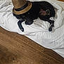 dog, black_dog, hat, fedora, bed, white_bedspread, wooden_floor, wooden_wall, pet, domestic_animal, lying_down, indoor, curious_eyes, playful_pose, fur, paw, relaxed, canine, cozy, sleeping_area