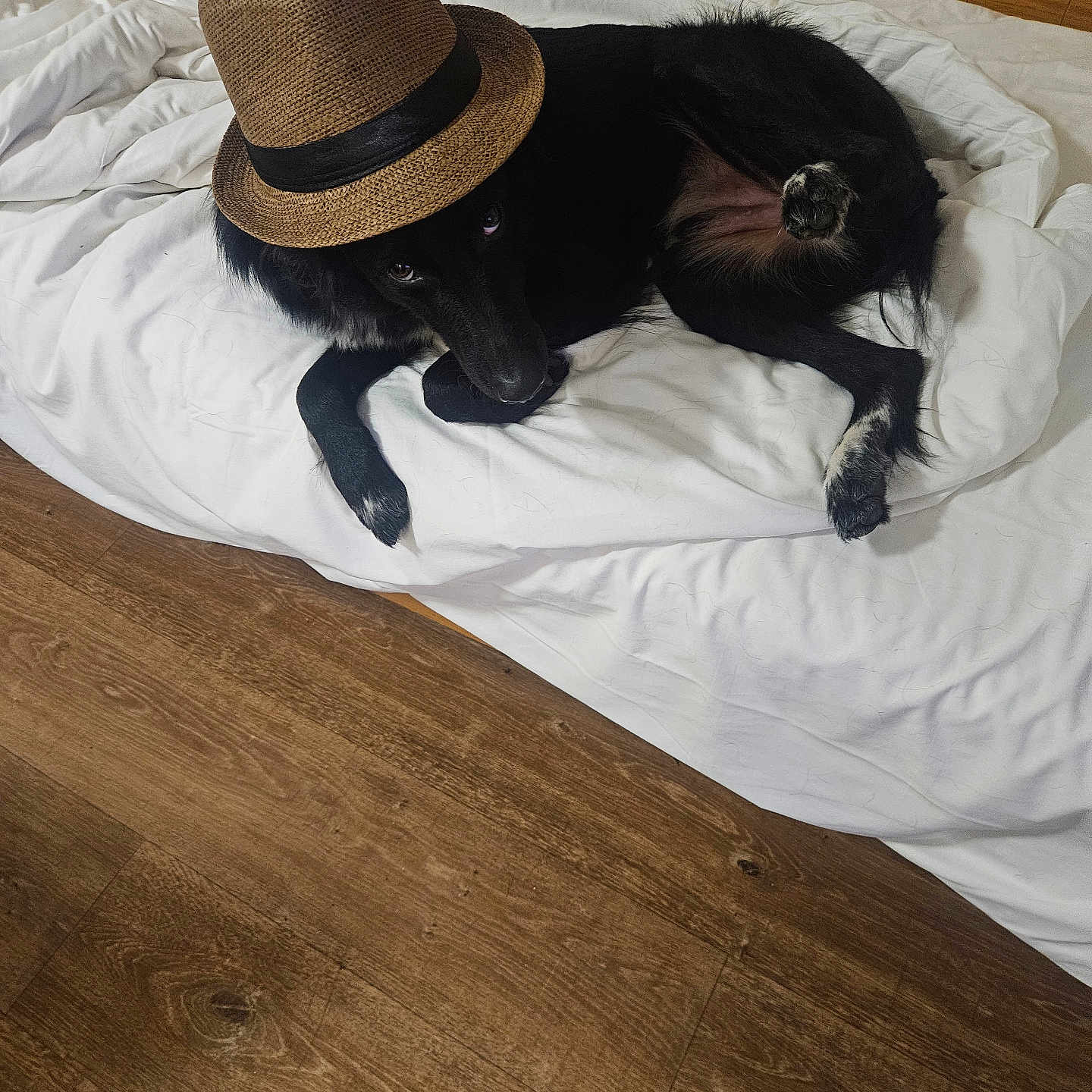 Oréo participe au concours pour gagner de l'argent avec cette photo : bed, black_dog, canine, cozy, curious_eyes, dog, domestic_animal, fedora, fur, hat, indoor, lying_down, paw, pet, playful_pose, relaxed, sleeping_area, white_bedspread, wooden_floor, wooden_wall