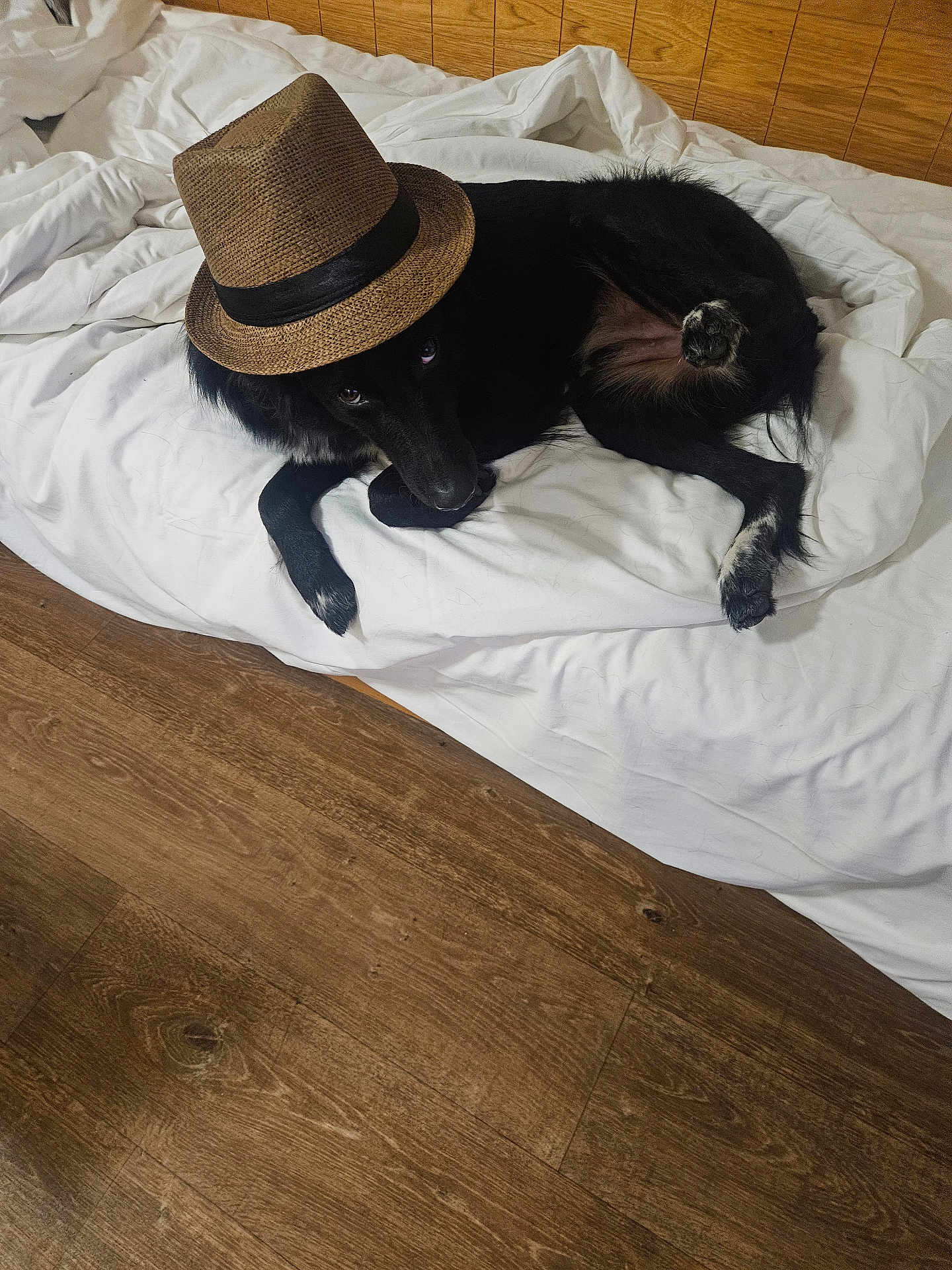 Oréo participe au concours pour gagner de l'argent avec cette photo : dog, black_dog, hat, fedora, bed, white_bedspread, wooden_floor, wooden_wall, pet, domestic_animal, lying_down, indoor, curious_eyes, playful_pose, fur, paw, relaxed, canine, cozy, sleeping_area
