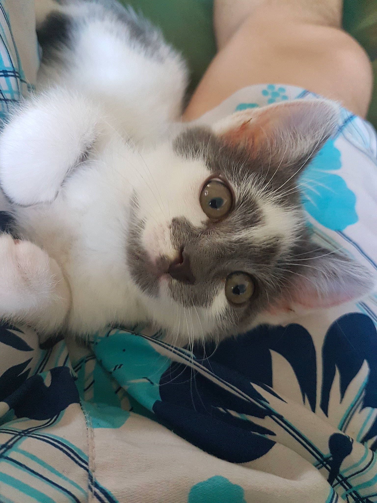 Maiky participe au concours pour gagner de l'argent avec cette photo : american_curl, asian, birman, carnivore, cat, claw, eye, felidae, fur, kitten, nose, paw, polydactyl_cat, ragdoll, small_to_medium_sized_cats, snout, thai, whiskers