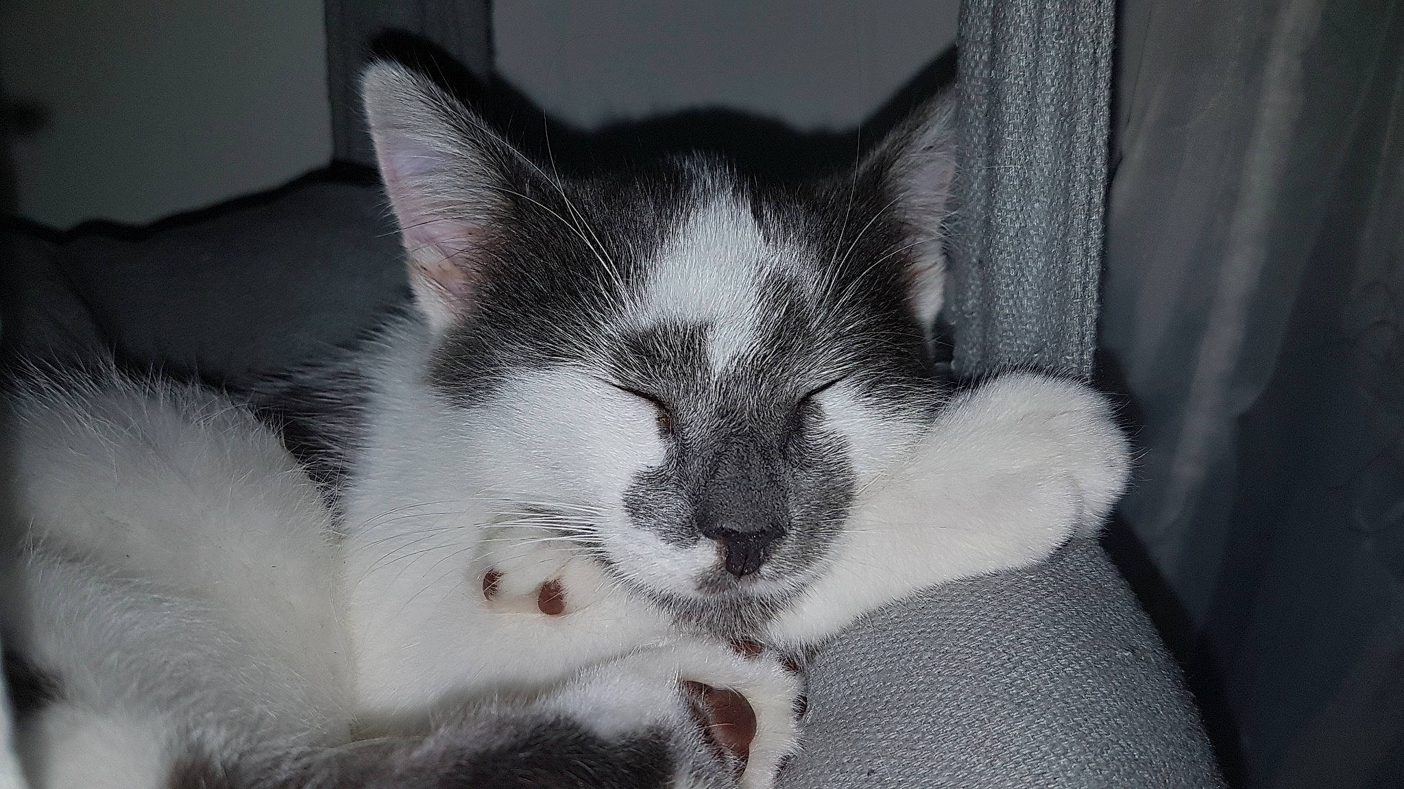 Maiky participe au concours pour gagner de l'argent avec cette photo : aegean_cat, american_wirehair, asian, black_and_white, carnivore, cat, domestic_short_haired_cat, felidae, fur, kitten, mammal, ojos_azules, polydactyl_cat, small_to_medium_sized_cats, snout, vertebrate, whiskers