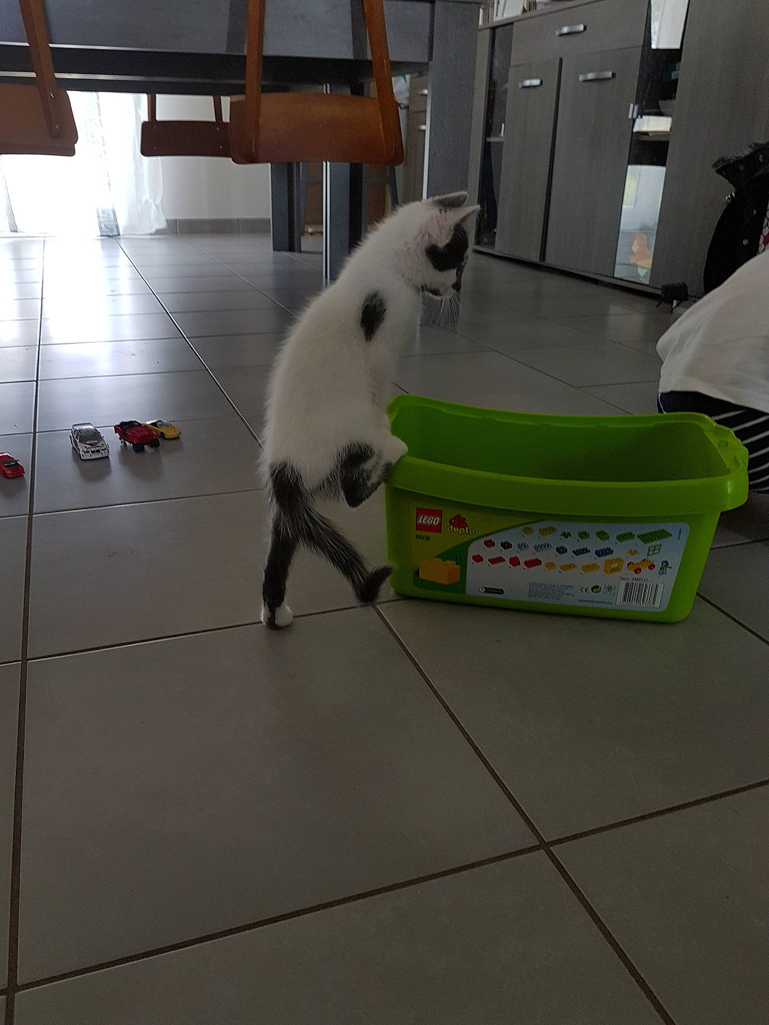 Maiky a rejoint le concours — aidez-le/la à gagner de superbes lots ! canidae, carnivore, cat, companion_dog, felidae, floor, flooring, non_sporting_group, small_to_medium_sized_cats, tile