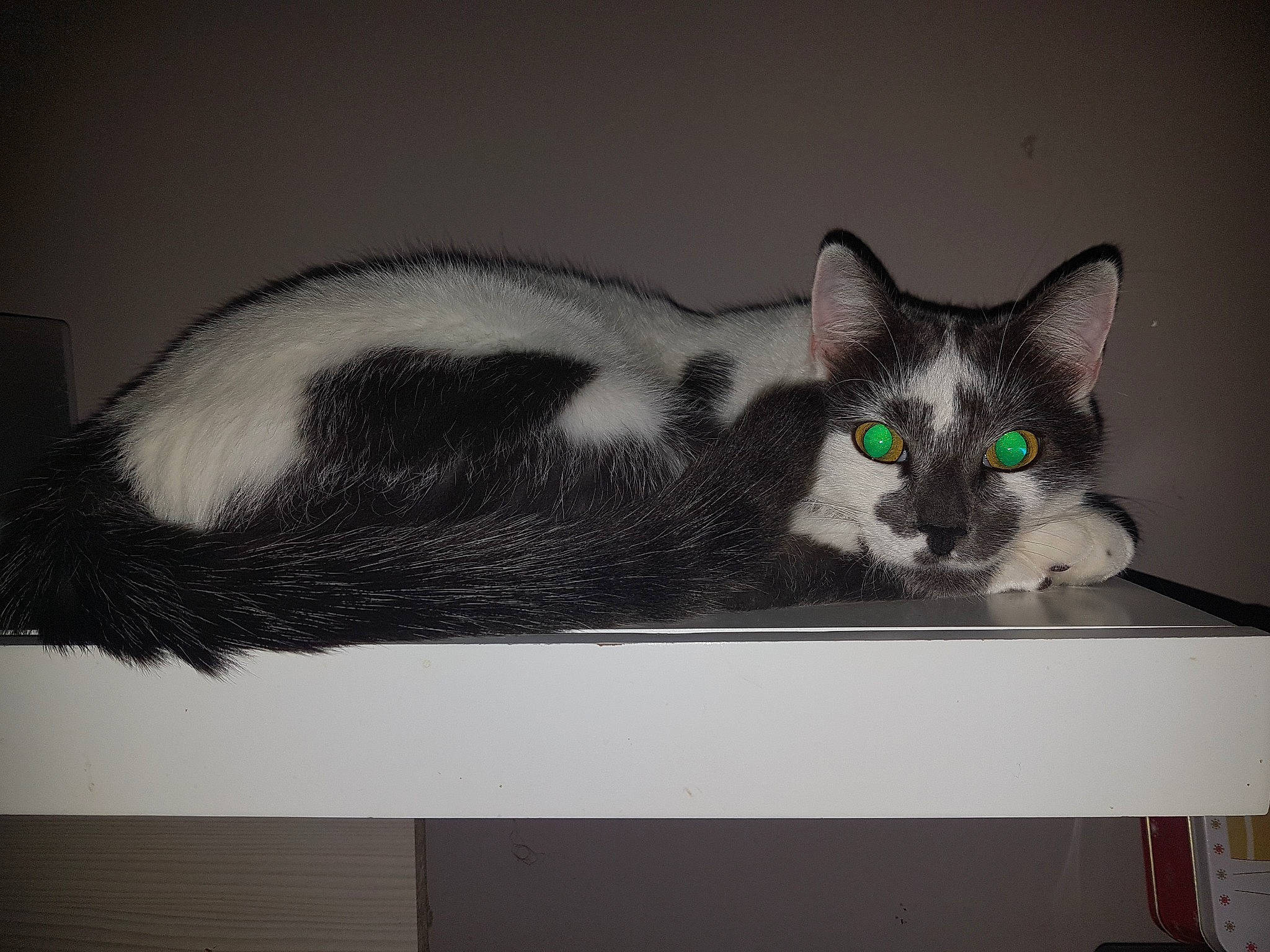 Maiky participe au concours pour gagner de l'argent avec cette photo : asian, black_and_white, carnivore, cat, domestic_short_haired_cat, ear, european_shorthair, eye, felidae, fur, kitten, ojos_azules, small_to_medium_sized_cats, tail, whiskers