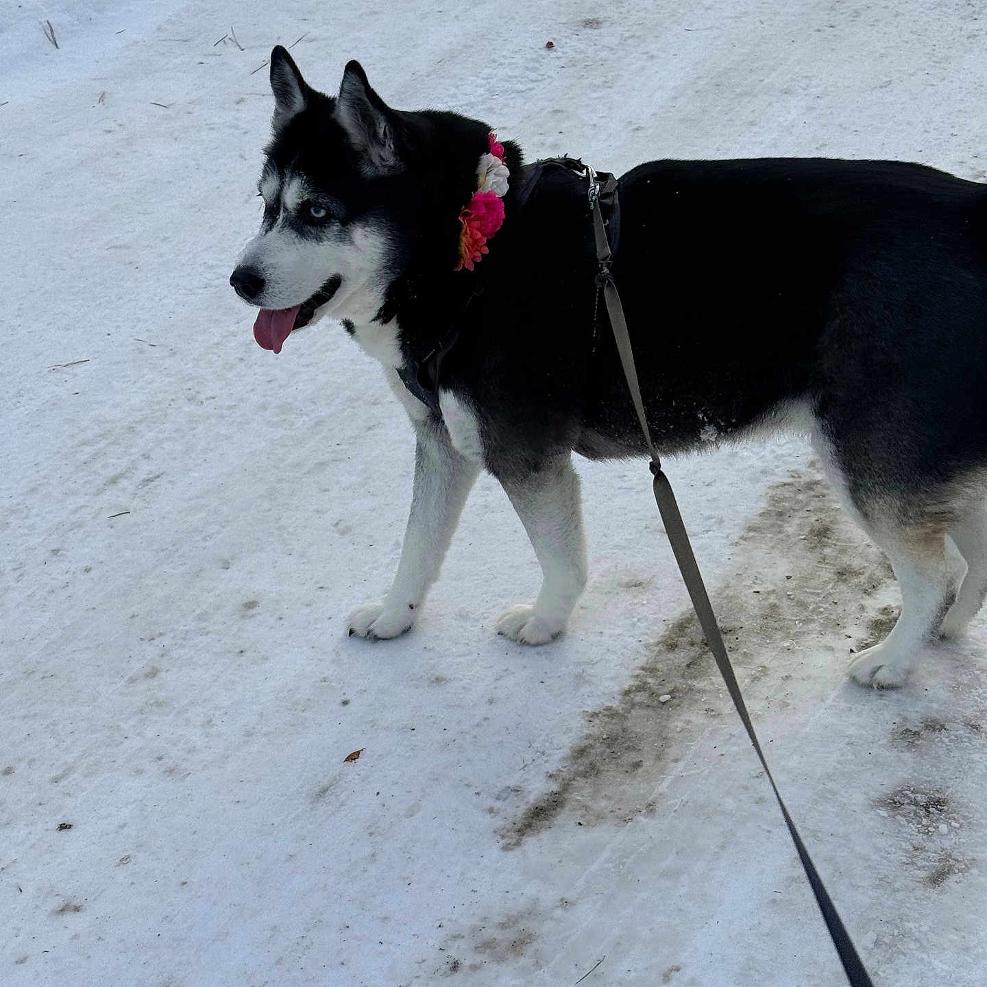 Luna joined the competition — help win amazing prizes! animal, black_and_white, blue_eyes, canine, cold, collar, daytime, dog, flower, fur, happy, husky, leash, nature, outdoor, pet, snow, tongue_out, walking, winter