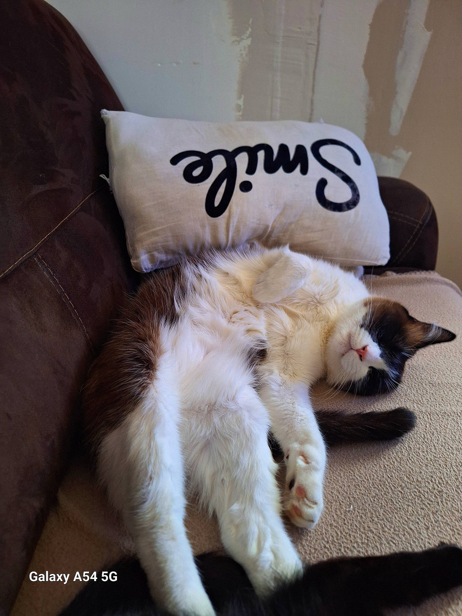 Dudule participe au concours pour gagner de l'argent avec cette photo : canidae, carnivore, cat, cat_supply, claw, comfort, companion_dog, dog_breed, domestic_short_haired_cat, fawn, felidae, fur, linens, nap, paw, small_to_medium_sized_cats, snout, tail, textile, whiskers