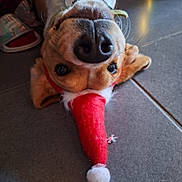 Bill participe au concours pour gagner de l'argent avec cette photo : dog, upside_down, santa_hat, nose, indoor, floor, tile_floor, pet, brown_dog, holiday, christmas, festive, cute, animal, whiskers, ears, collar, playful, lying_down, close_up