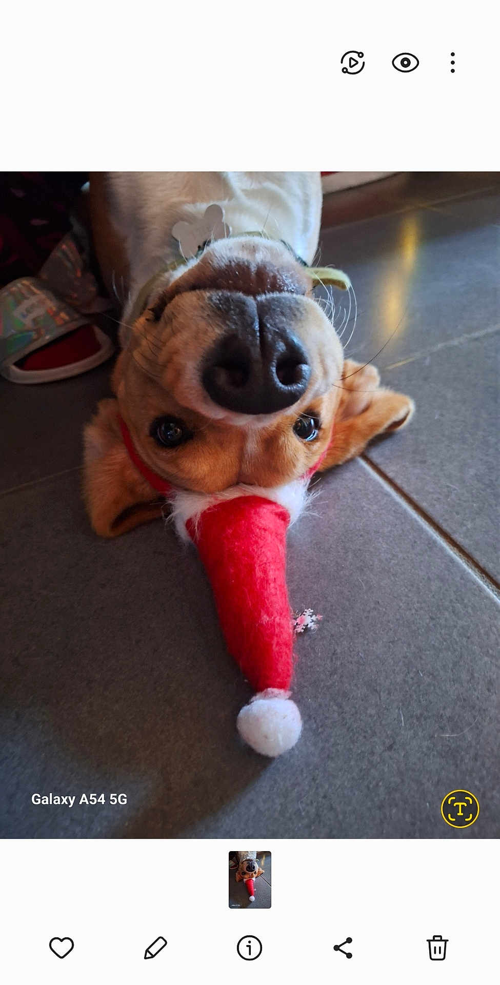 Bill participe au concours pour gagner de l'argent avec cette photo : dog, upside_down, santa_hat, nose, indoor, floor, tile_floor, pet, brown_dog, holiday, christmas, festive, cute, animal, whiskers, ears, collar, playful, lying_down, close_up