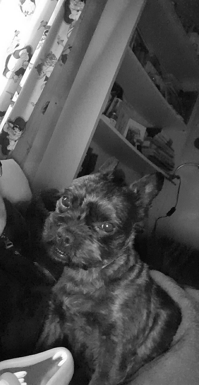 Princess participe au concours pour gagner de l'argent avec cette photo : black, black_and_white, carnivore, companion_dog, dog, dog_breed, felidae, fur, metal, monochrome, monochrome_photography, photography, puppy, shelf, small_terrier, style, terrier, toy_dog, whiskers, working_animal