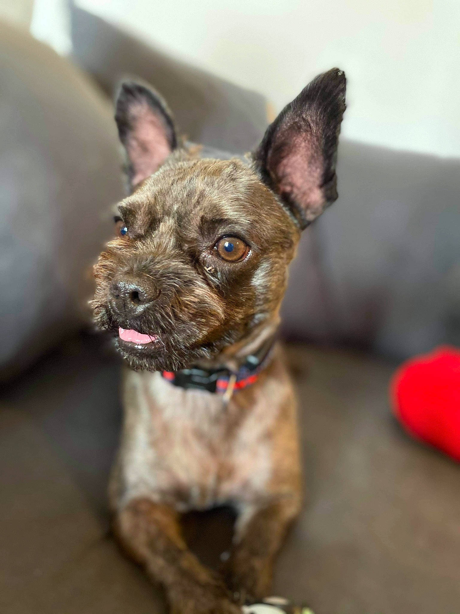 Princess participe au concours pour gagner de l'argent avec cette photo : bulldog, canidae, carnivore, collar, companion_dog, dog, dog_breed, dog_collar, ear, eye, fawn, french_bulldog, fur, liver, snout, sporting_group, terrestrial_animal, toy_dog, whiskers, working_animal