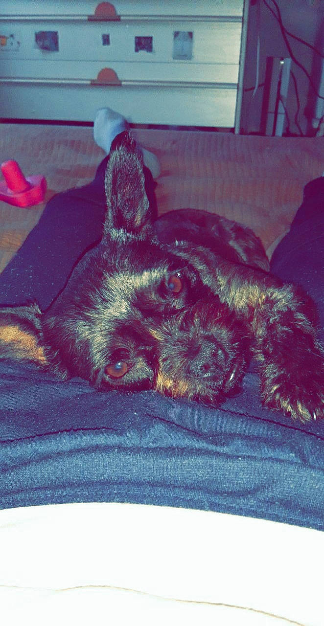 Princess a rejoint le concours — aidez-le/la à gagner de superbes lots ! canidae, carnivore, comfort, companion_dog, couch, dog, dog_breed, fawn, felidae, fur, linens, nap, paw, room, sleep, snout, sporting_group, tail, whiskers, working_animal