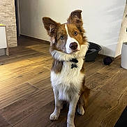 Jagger a rejoint le concours — aidez-le/la à gagner de superbes lots ! blue_eye, border_collie, brown_and_white, collar, curious, dog, fluffy, food_bowl, furry, head_tilt, home, indoor, pet, pet_tag, pointed_ears, portrait, puppy, sitting, toy_ball, wooden_floor