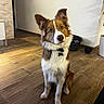 blue_eye, border_collie, brown_and_white, collar, curious, dog, fluffy, food_bowl, furry, head_tilt, home, indoor, pet, pet_tag, pointed_ears, portrait, puppy, sitting, toy_ball, wooden_floor