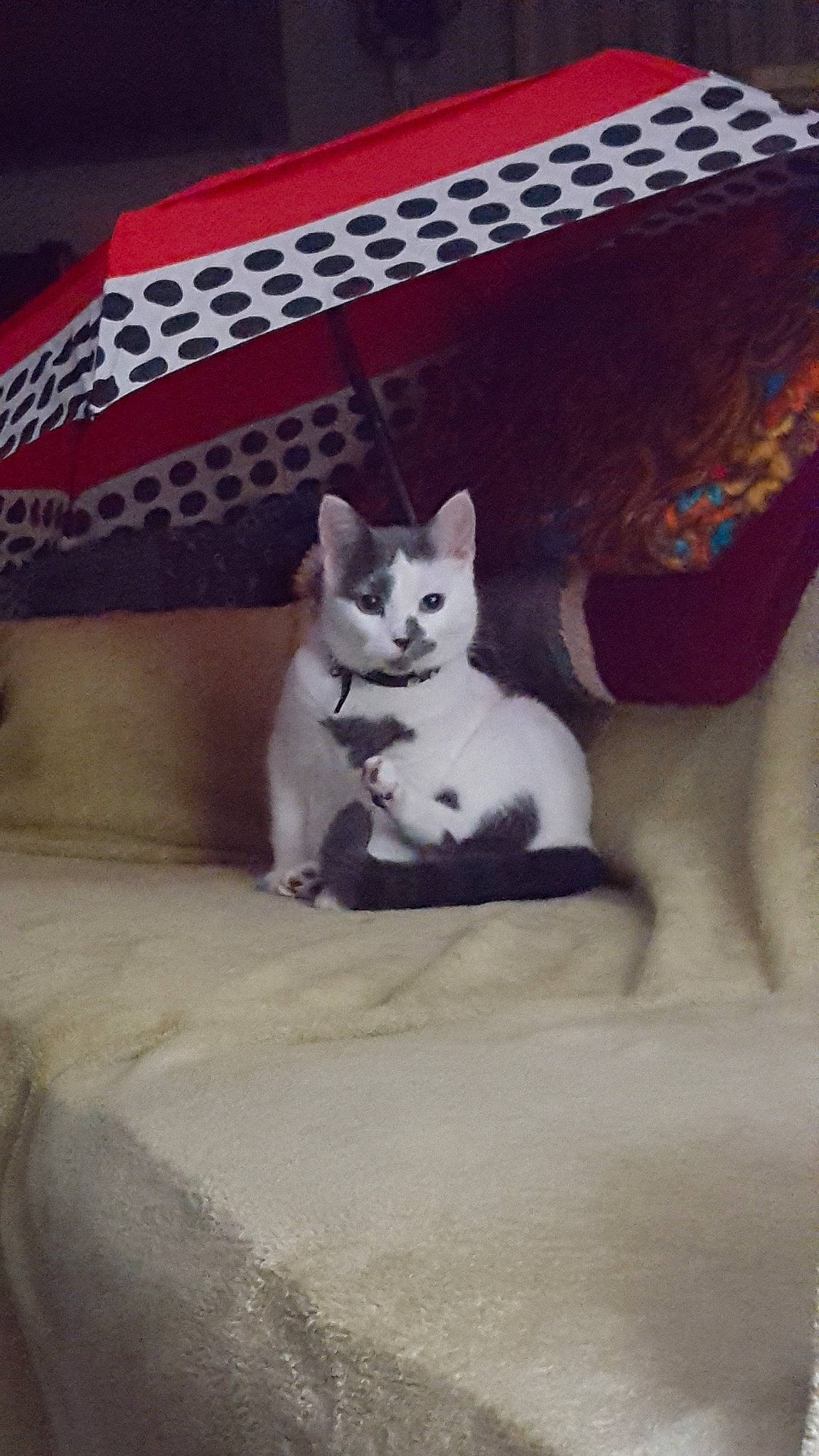 June Bug is registered to the contest to win money with this photo: canidae, carnivore, cat, felidae, khao_manee, kitten, mammal, small_to_medium_sized_cats, tail, turkish_angora, whiskers