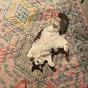 Olivia is registered to the contest to win money with this photo: cat, fluffy, white, gray, pet, lying_down, belly_up, curious, wide_eyes, paws, rug, patterned_rug, colorful, home, indoor, bare_feet, cozy, relaxed, playful, animal