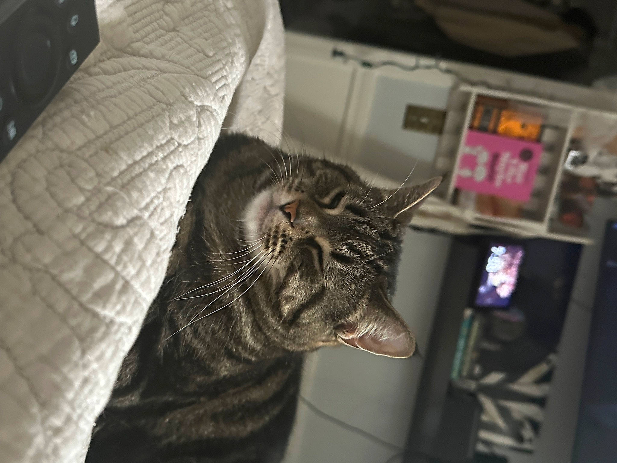 Chunky is registered to the contest to win money with this photo: carnivore, cat, comfort, computer_keyboard, domestic_short_haired_cat, ear, felidae, fur, grey, monochrome, monochrome_photography, room, sitting, small_to_medium_sized_cats, snout, whiskers