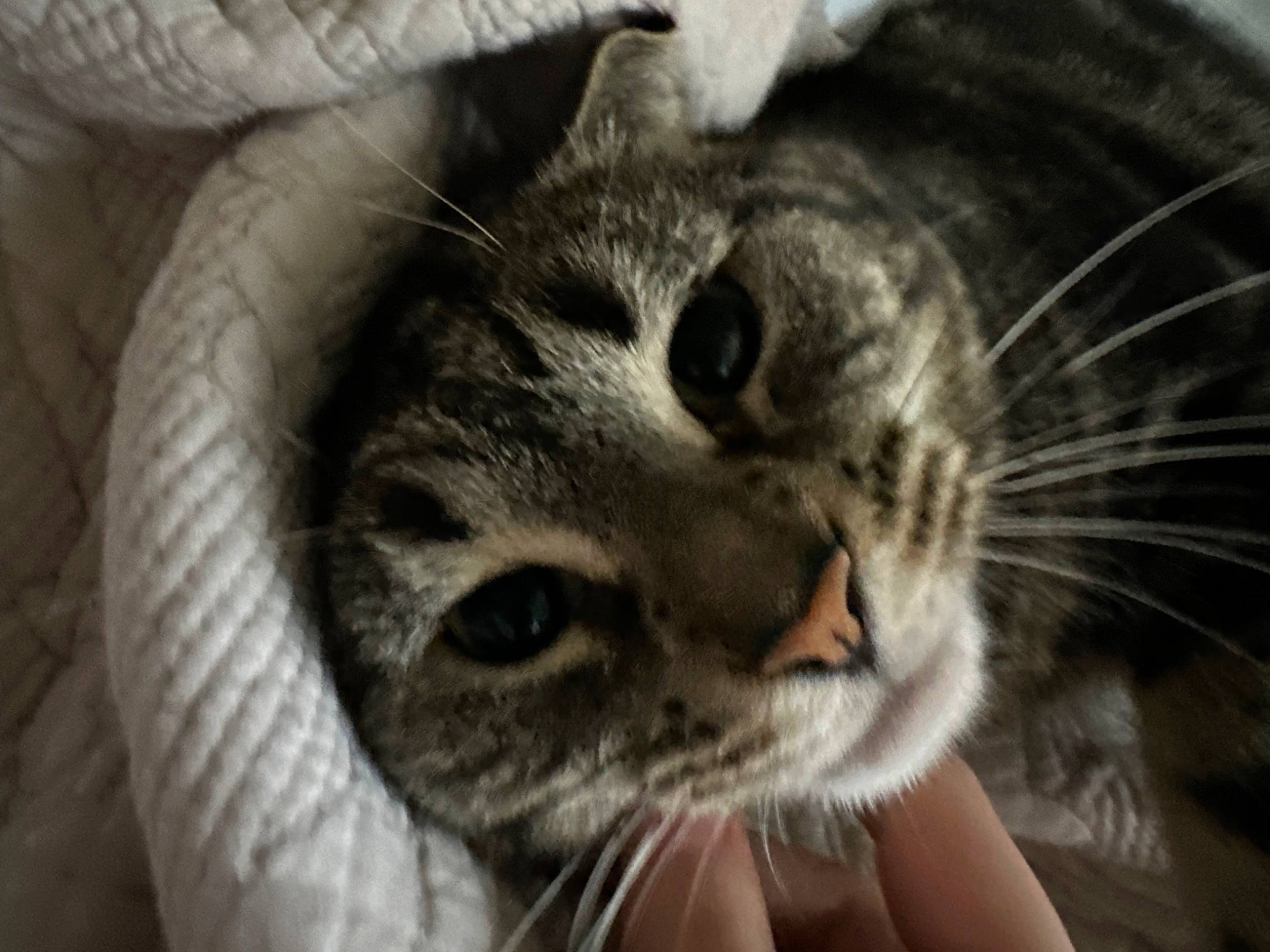 Chunky joined the competition — help win amazing prizes! carnivore, cat, cat_supply, claw, comfort, domestic_short_haired_cat, ear, eye, felidae, fur, head, paw, small_to_medium_sized_cats, snout, terrestrial_animal, whiskers