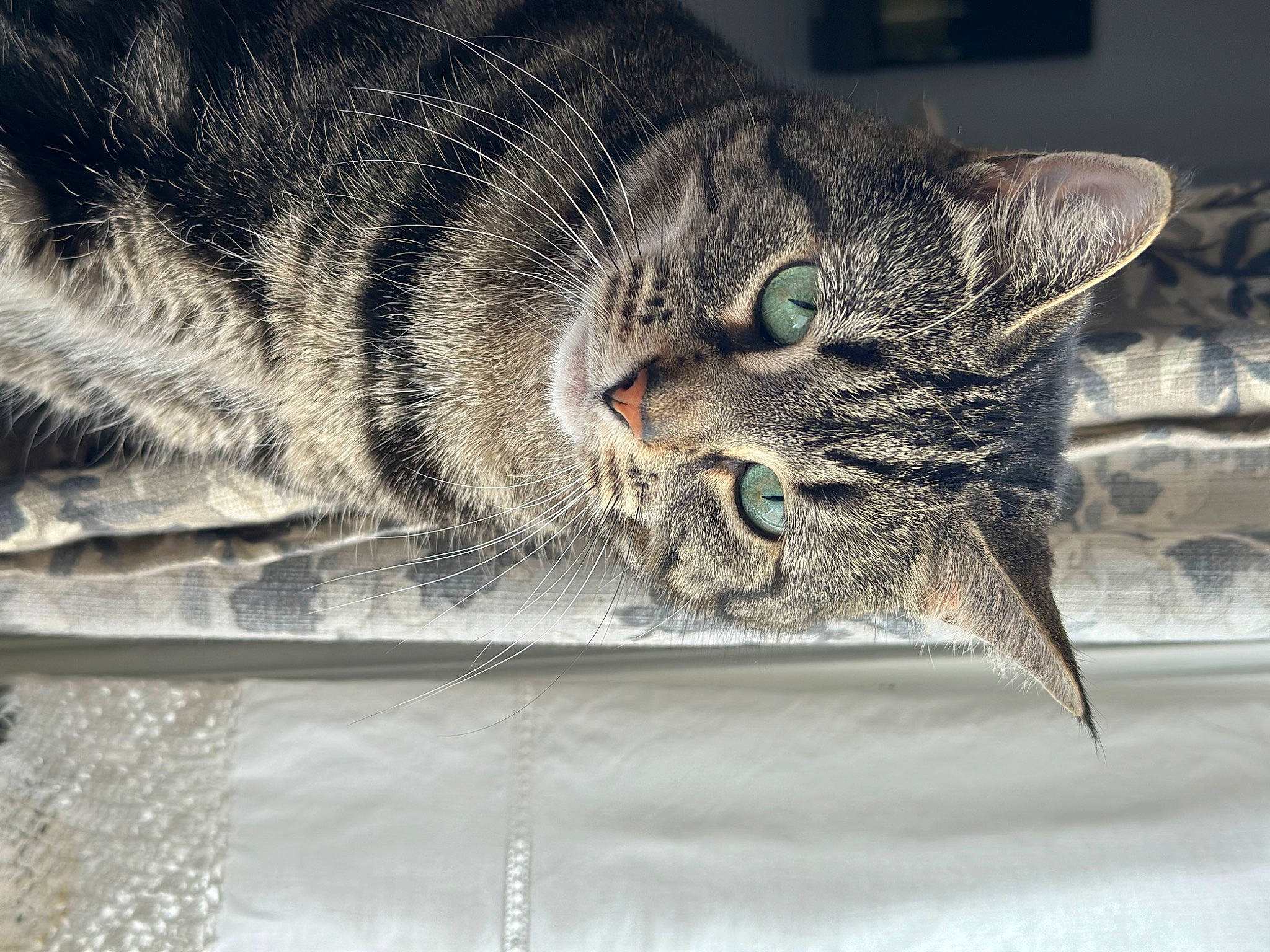 Chunky is registered to the contest to win money with this photo: carnivore, cat, claw, domestic_short_haired_cat, eye, felidae, fur, grey, head, human_body, paw, small_to_medium_sized_cats, snout, tail, terrestrial_animal, whiskers, wildlife