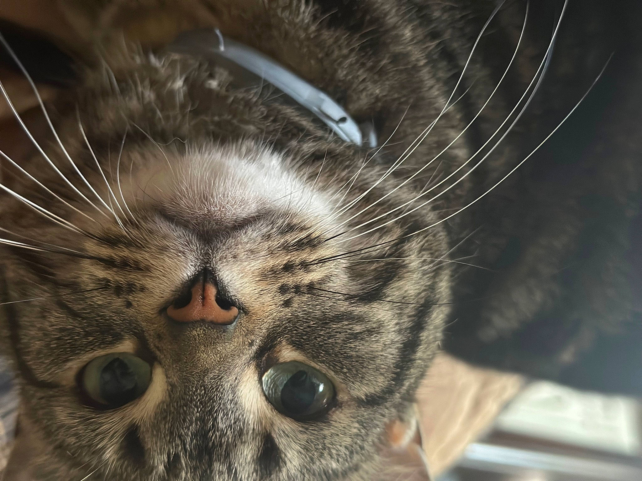 Chunky is registered to the contest to win money with this photo: carnivore, cat, close_up, domestic_short_haired_cat, ear, felidae, fur, macro_photography, paw, small_to_medium_sized_cats, snout, terrestrial_animal, whiskers, wildlife