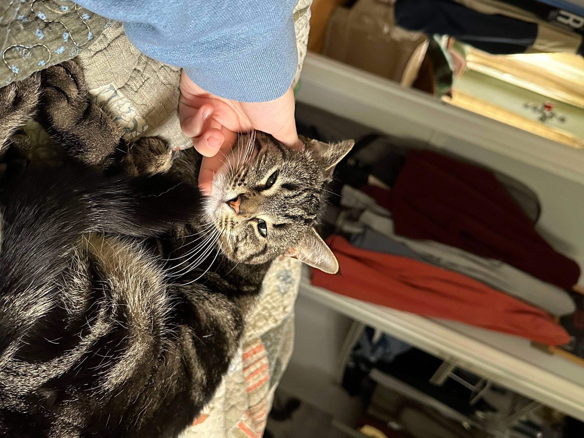 Chunky joined the competition — help win amazing prizes! carnivore, cat, claw, comfort, domestic_short_haired_cat, felidae, fur, gesture, lap, paw, sitting, small_to_medium_sized_cats, whiskers